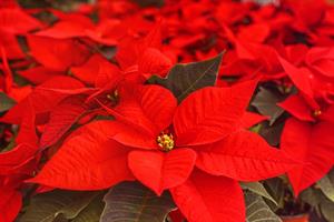 poinsettia